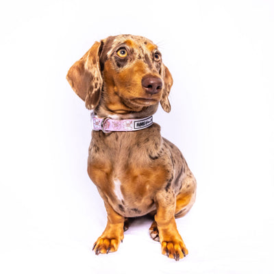 Aloha: Collar-Harness-Dizzy Dog Collars