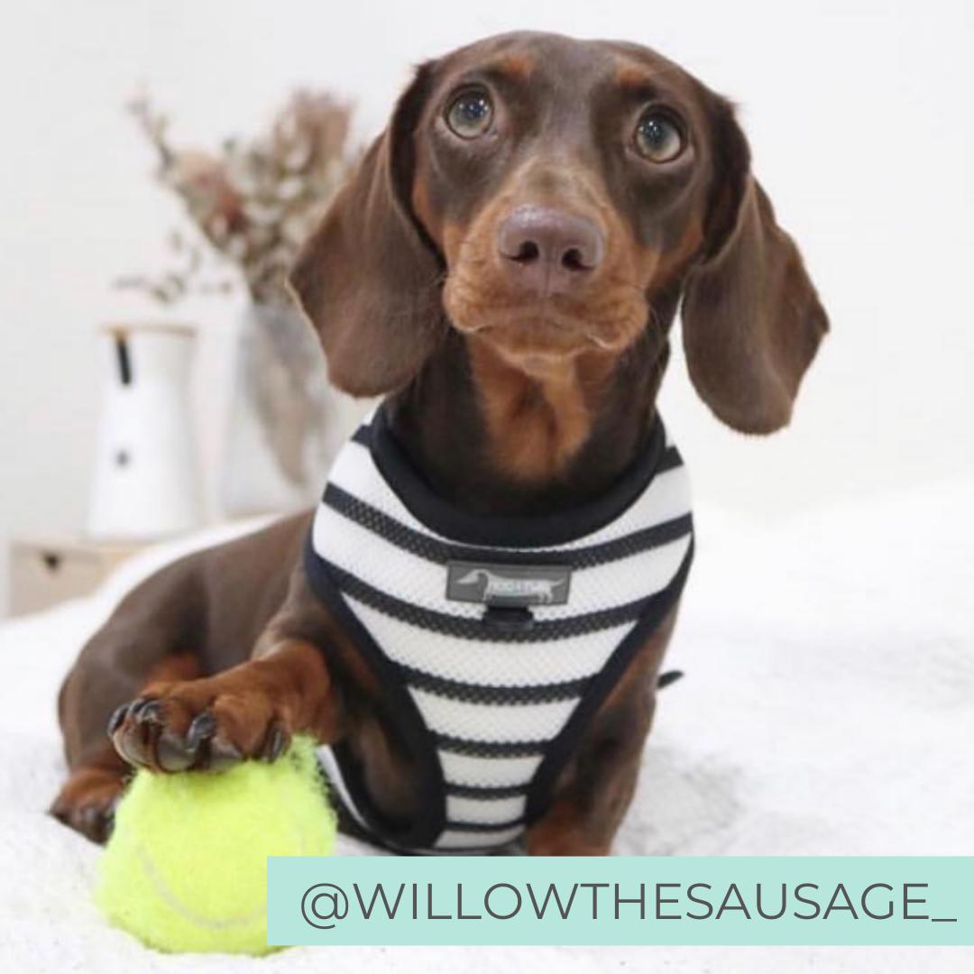 XL REVERSIBLE DOG HARNESS Peek A Moo CLEARANCE