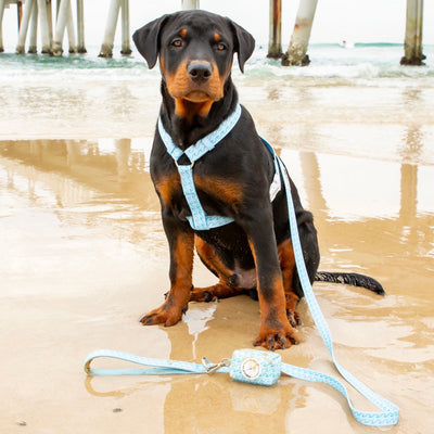 Poseidon: Strap Harness-Harness-Dizzy Dog Collars
