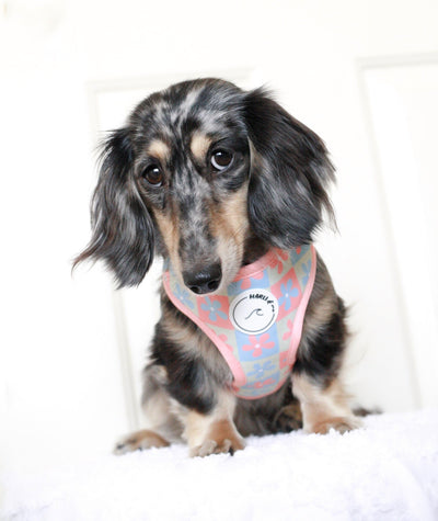 Petal & Pup: Adjustable Harness-Harness-Dizzy Dog Collars