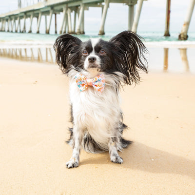 Burleigh: Bow Tie-Bow Tie-Dizzy Dog Collars