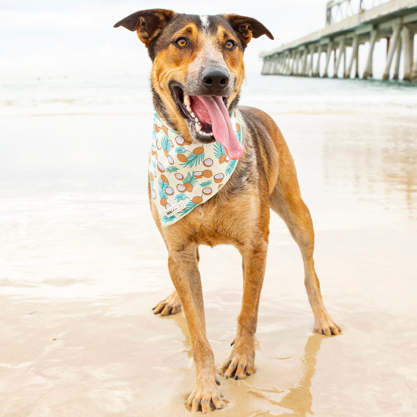 Malibu: Bandana-Bandana-Dizzy Dog Collars