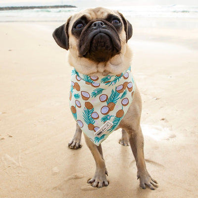 Malibu: Bandana-Bandana-Dizzy Dog Collars