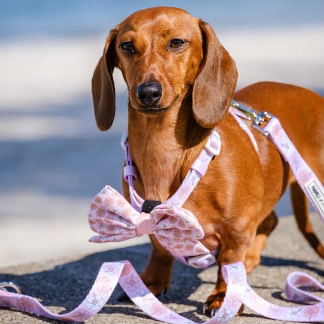 Aloha: Strap Harness-Harness-Dizzy Dog Collars