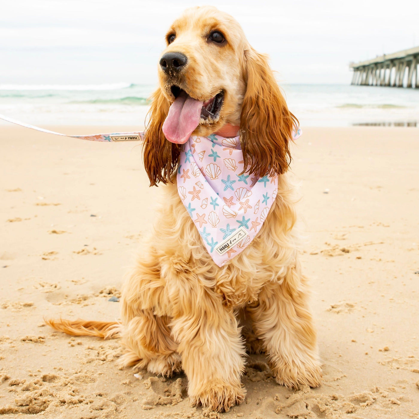 Burleigh: Bandana-Bandana-Dizzy Dog Collars